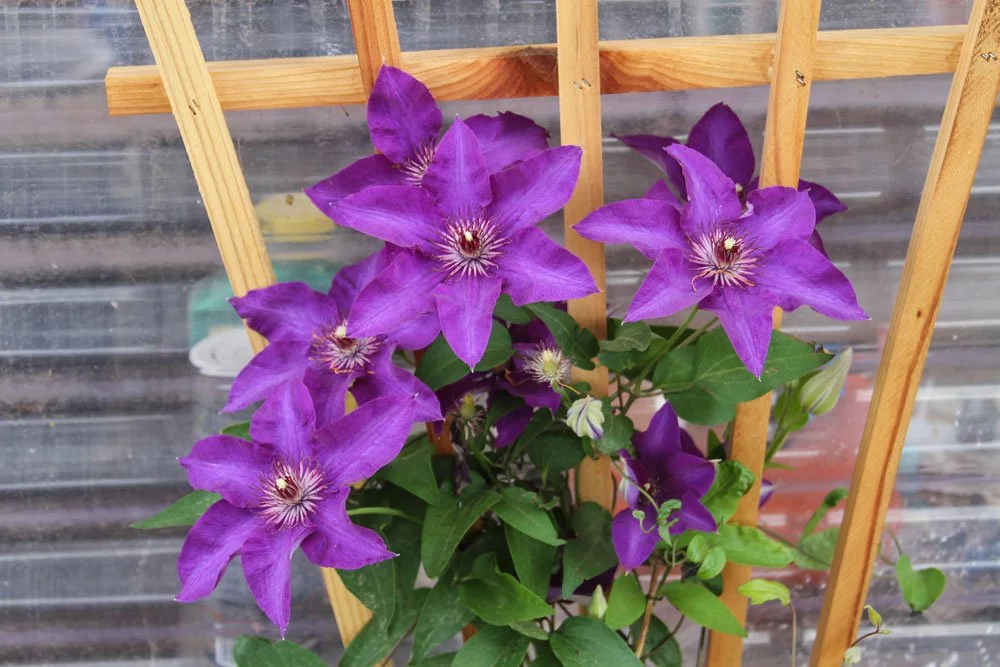 Clematis