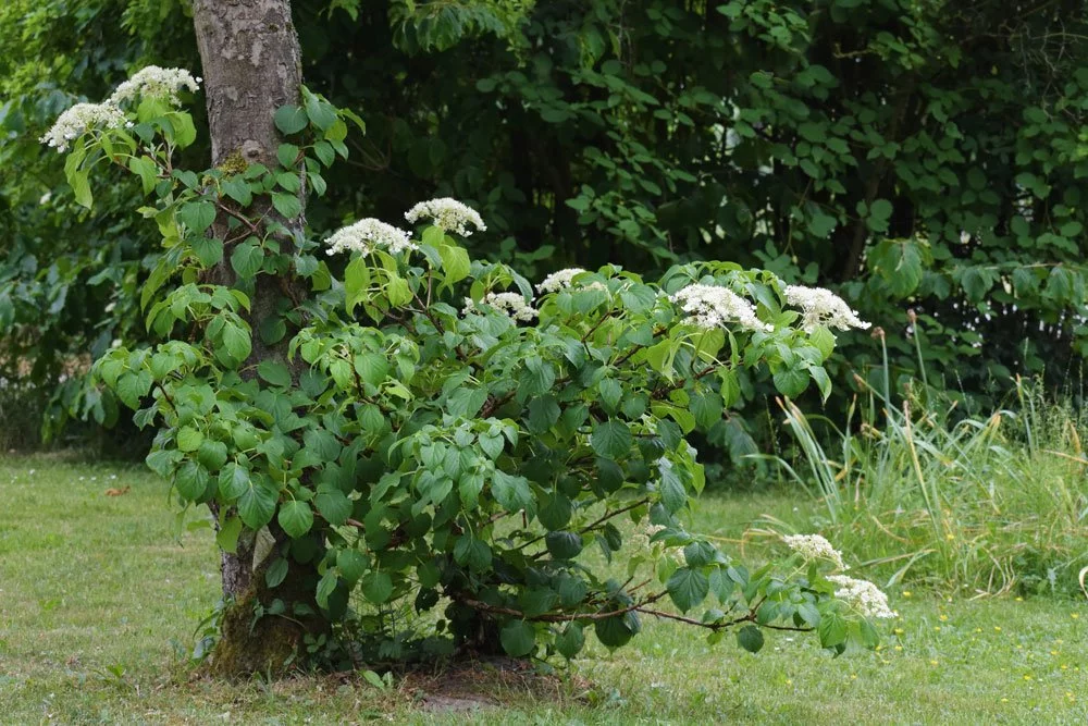 Kletterhortensie