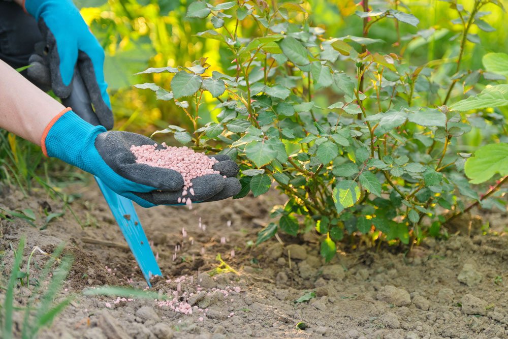 Rosen richtig düngen Rosen düngen