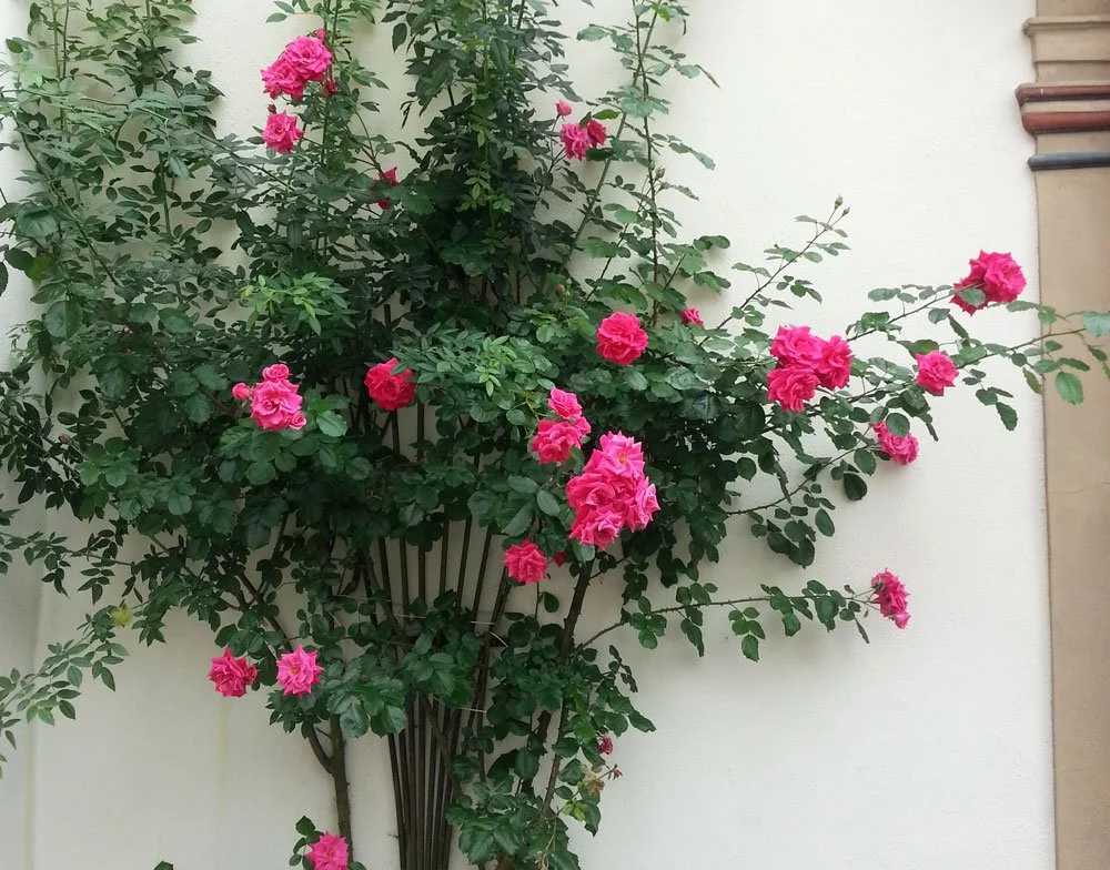 Kletterrosen Hauswand