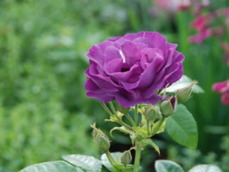 Rosen Pflege