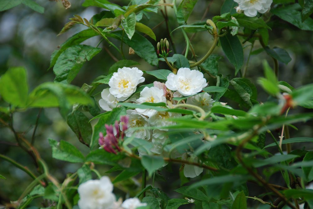 Ramblerrose Blüte Ramblerrose
