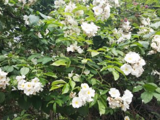 Ramblerrosen