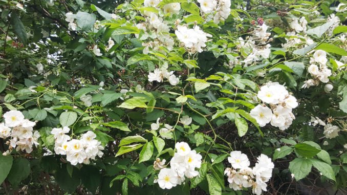 Ramblerrose 'Bobby James' Ramblerrosen
