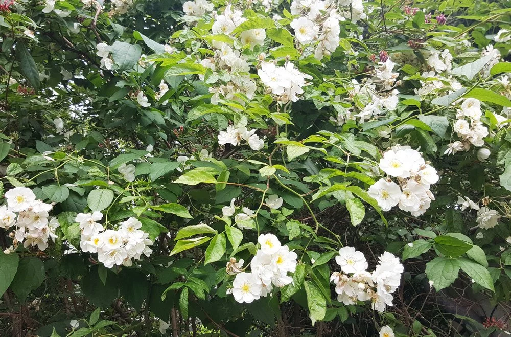 Ramblerrosen