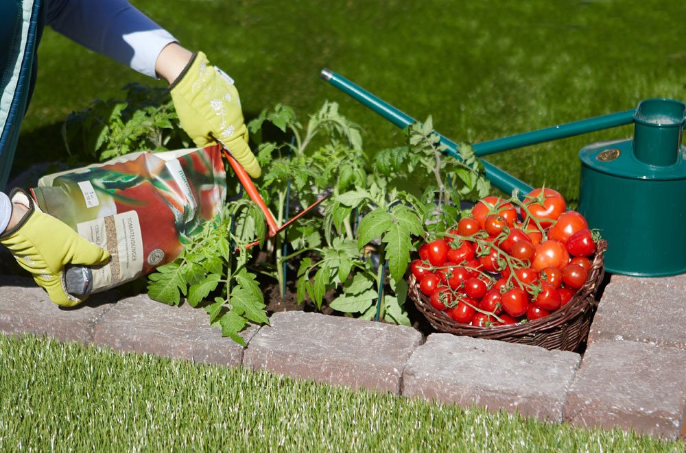 Tomatenpflanzen werden gedüngt Tomatendünger