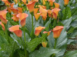 Zantedeschia Garten
