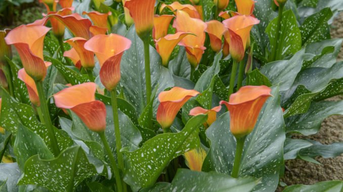 Zantedeschia im Garten Zantedeschia Garten