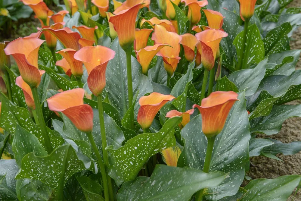 Zantedeschia Garten