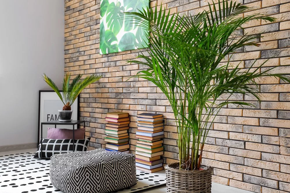 Areca Palme