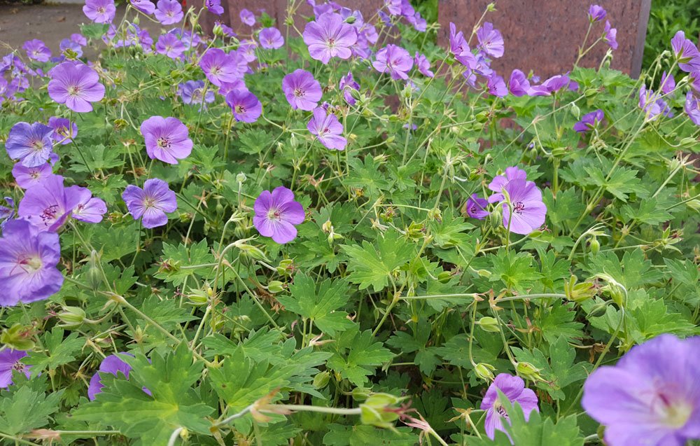 Blüten am Balkan Storchschnabel Balkan Storchschnabel