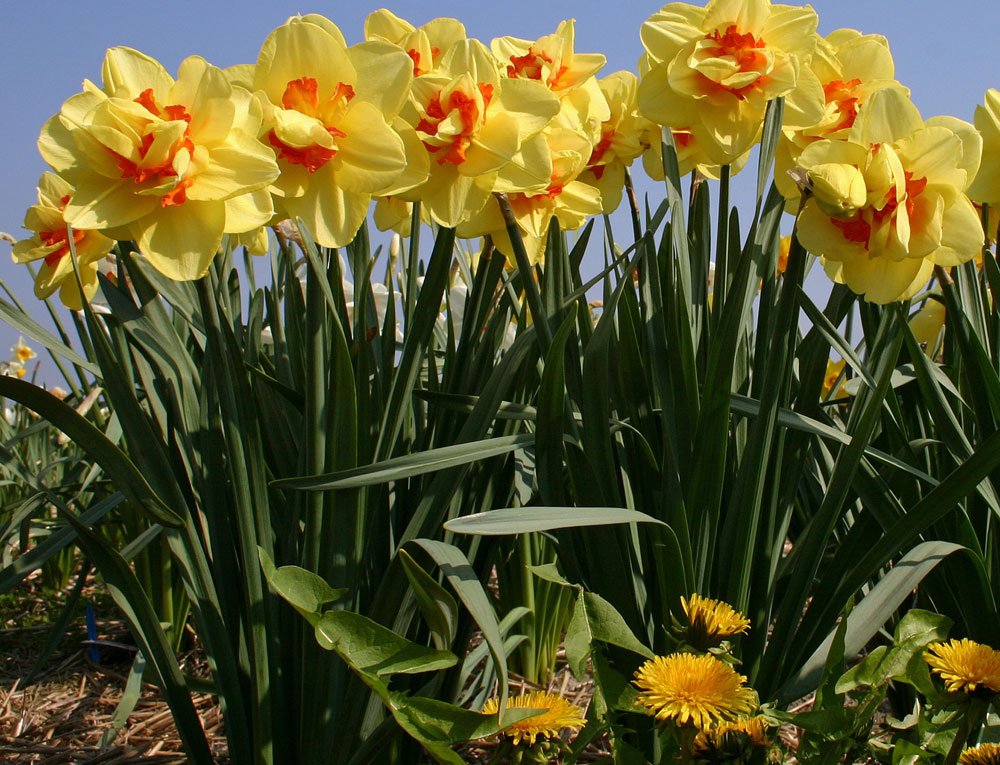 Biologische Blumenzwiebeln Narzissen Narzissen