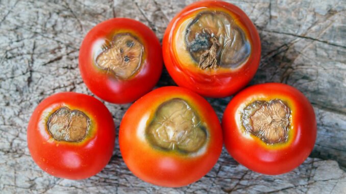 Mit Blütenendfäule befallene Tomaten Blütenendfäule Tomaten