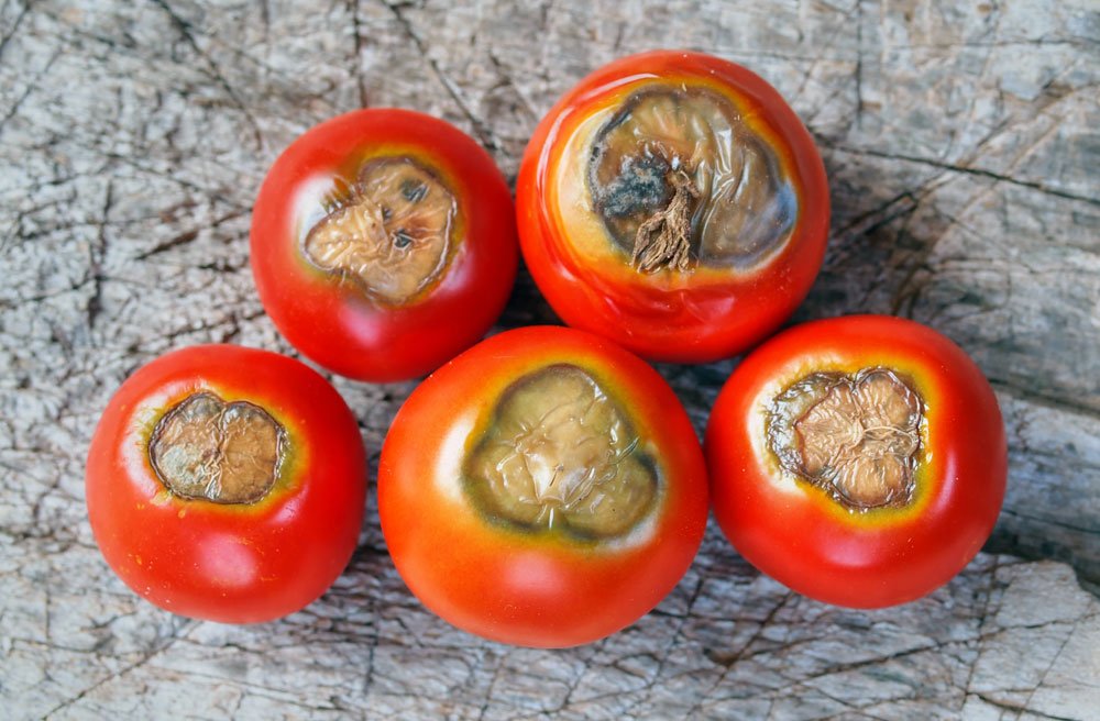 Blütenendfäule Tomaten