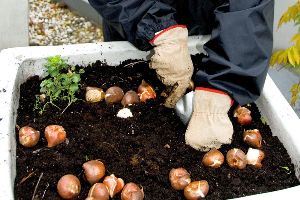Blumenzwiebeln pflanzen im Topf Blumenzwiebeln pflanzen Topf
