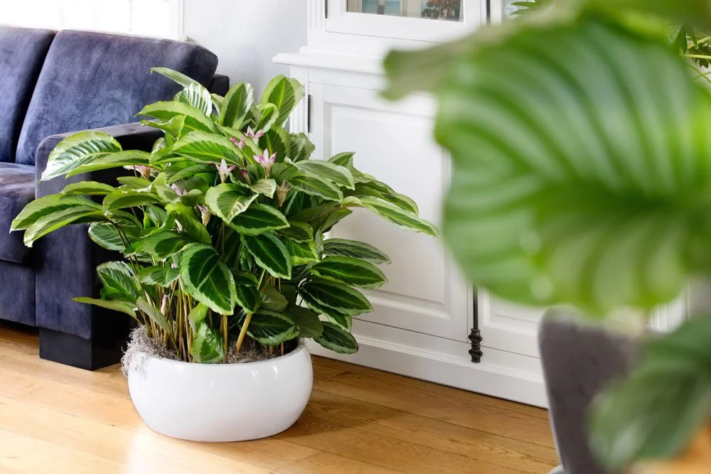 Calathea