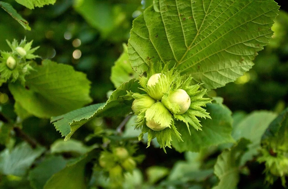 Haselnussbaum mit Früchten Haselnussbaum Garten