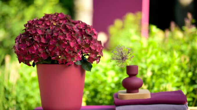 Hortensien Magical Hydrangea Hortensien Magical Hydrangea