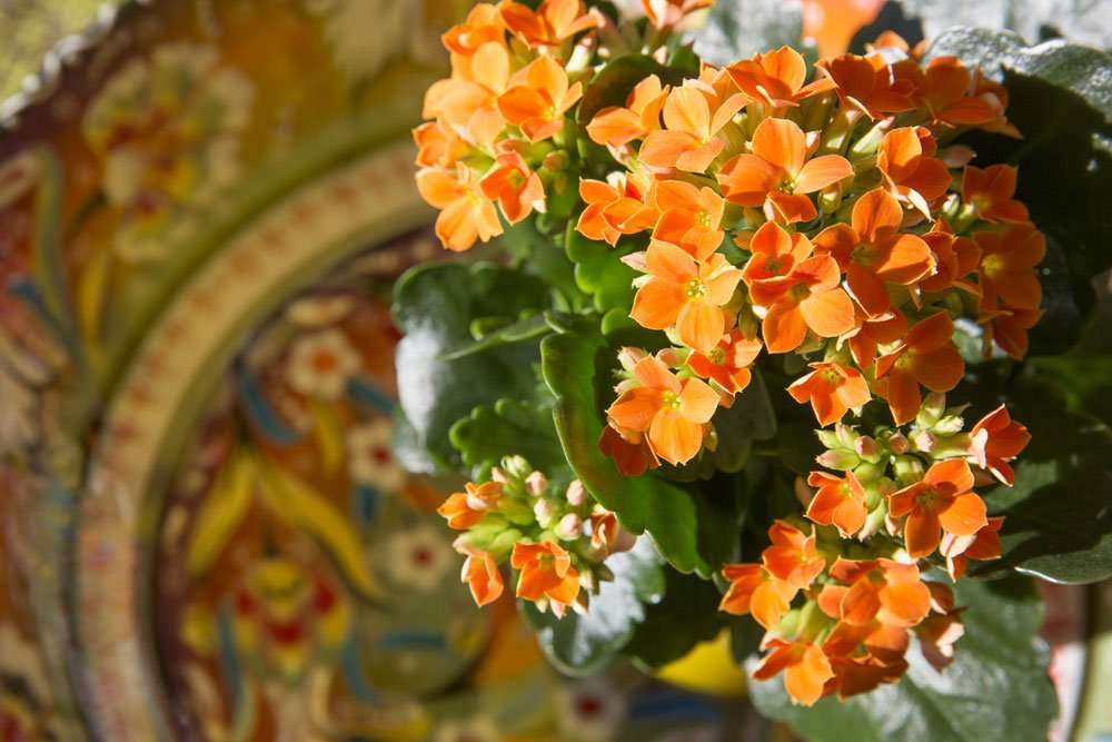 Kalanchoe orange Kalanchoe orange