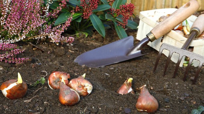 Im Herbst werden Blumenzwiebeln gepflanztwiebeln Pflanzzeit Blumenzwiebeln