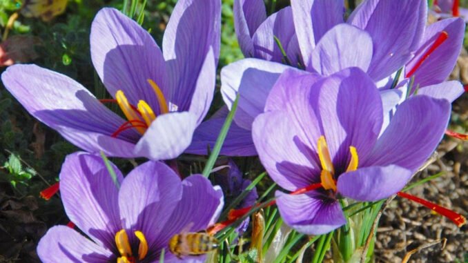 Crocus speciosus Safran Krokus