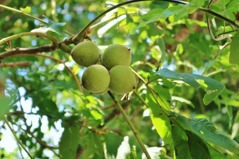 Walnussbaum mit Früchten Walnussbaum Garten
