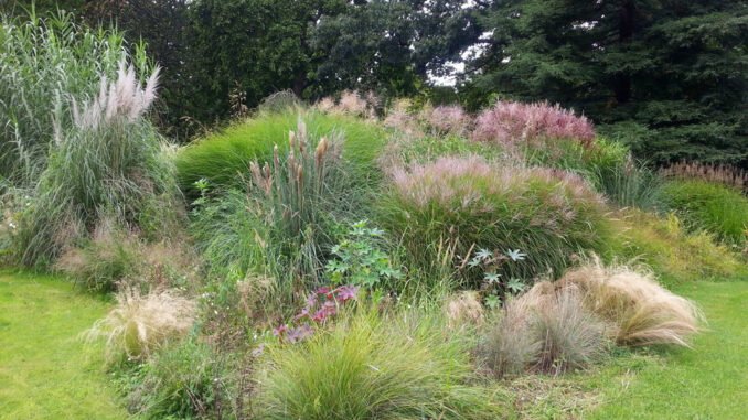 Ziergräser im Garten Gartengestaltung mit Ziergräsern