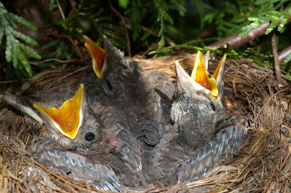 Vogelnest in einer Hecke