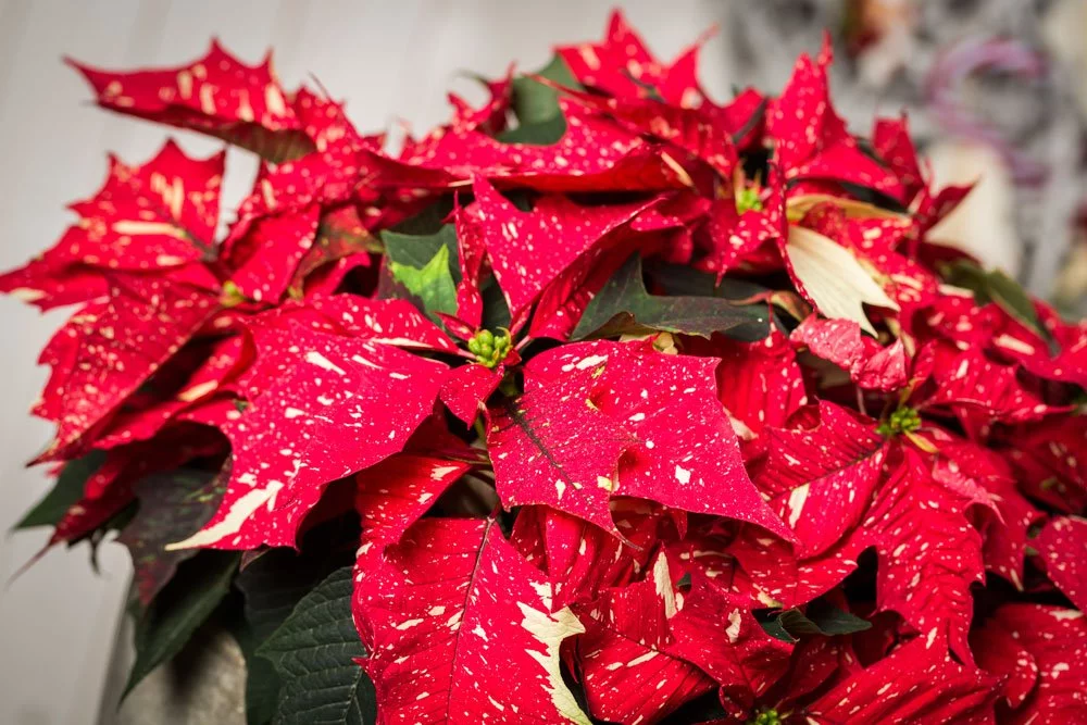 Tag des Weihnachtssterns