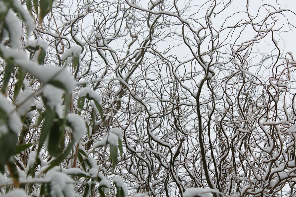 Korkenzieherweide im Winter Korkenzieherweide