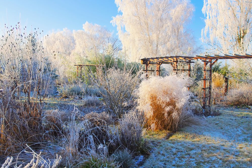 Gräser Garten Winter