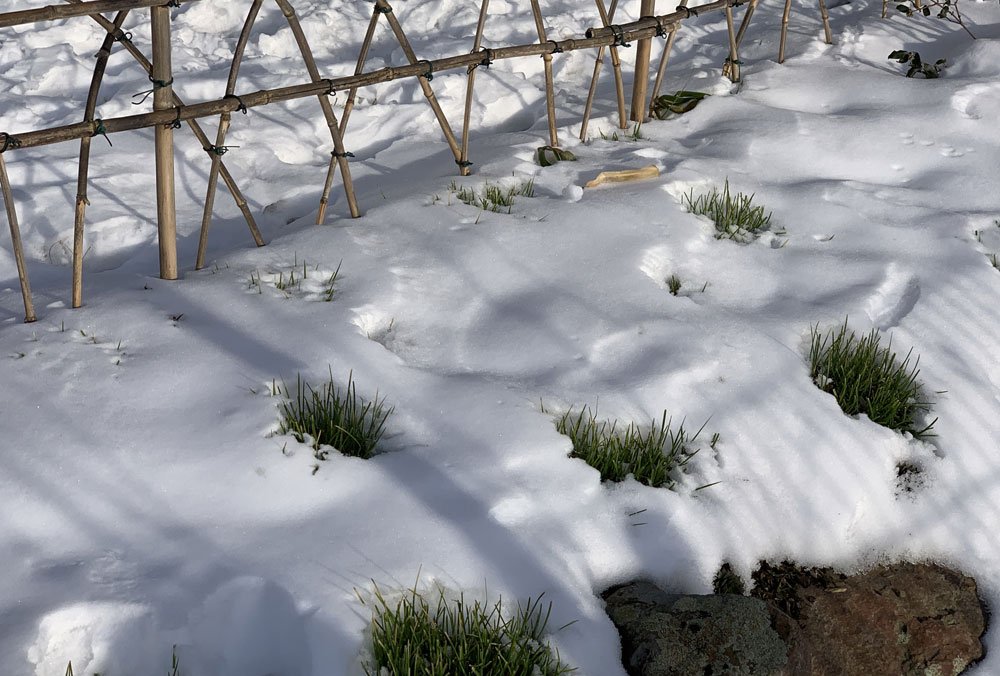 Herbst-Kopfgras im Winter