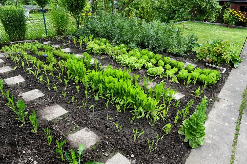Gemüsebeet im Garten