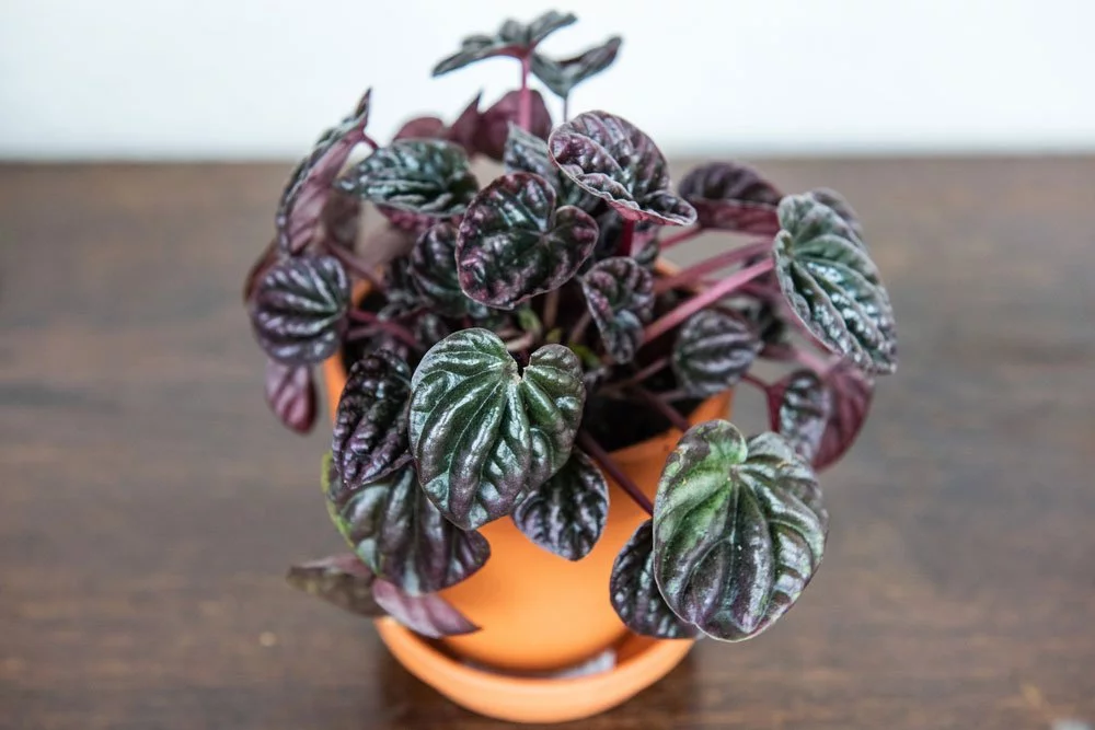 Peperomia im Topf