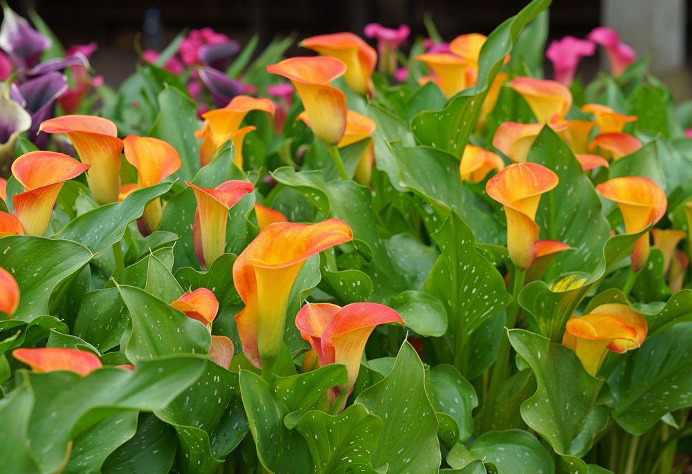 Zantedeschia Brunello