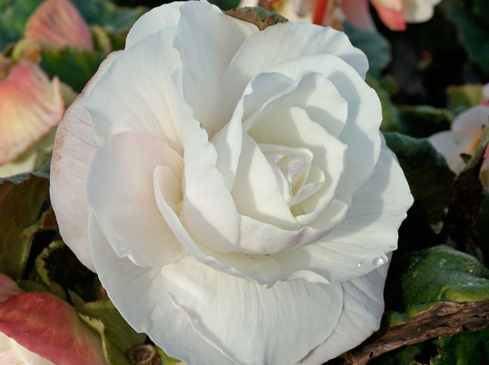 Begonie Roseform Begonien