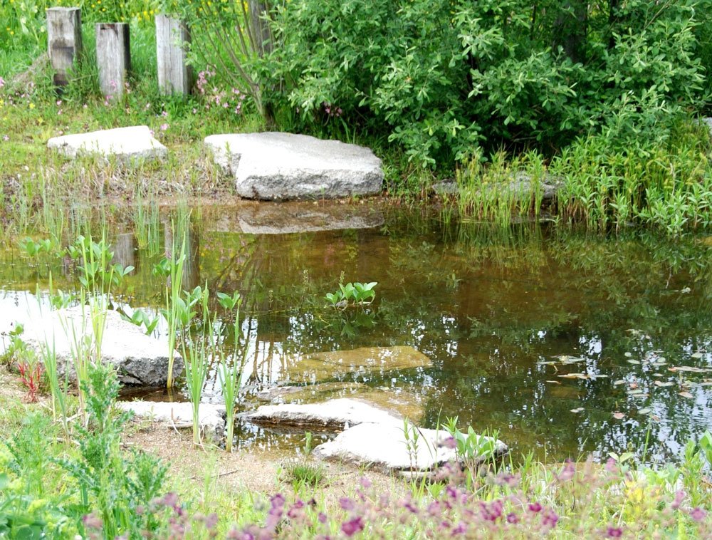 Naturnaher Garten Teich