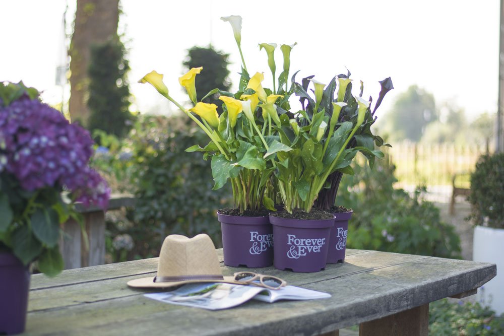 Calla Balkon