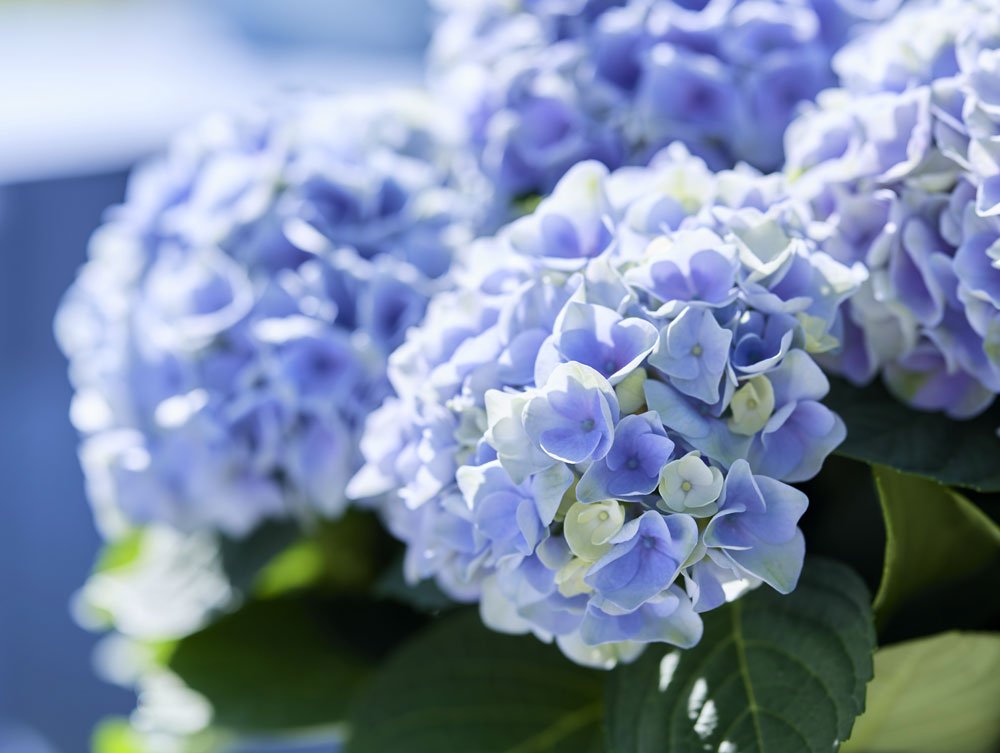 Hortensie Magical Hydrangea