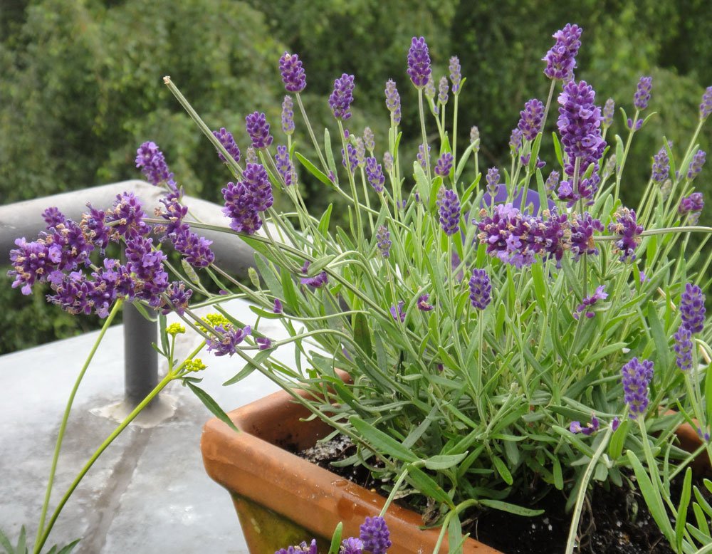 Lavendel Balkon