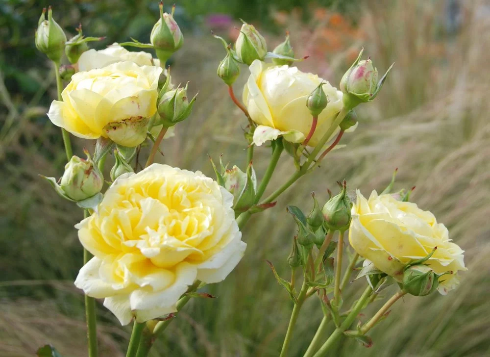 Rosen und Gräser Rosen kombinieren