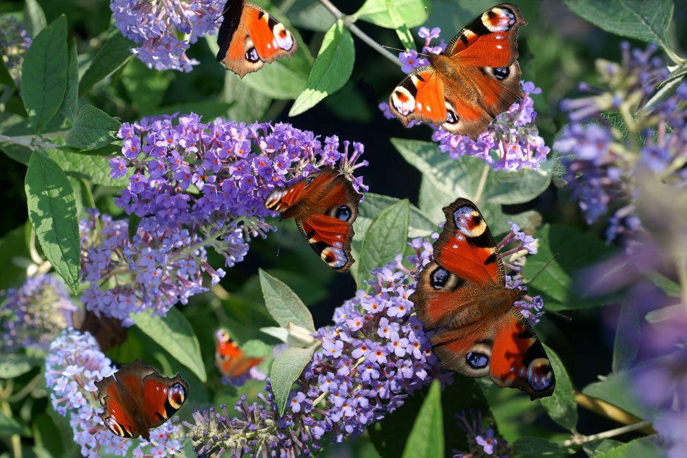 Schmetterlingsflieder Buddleja