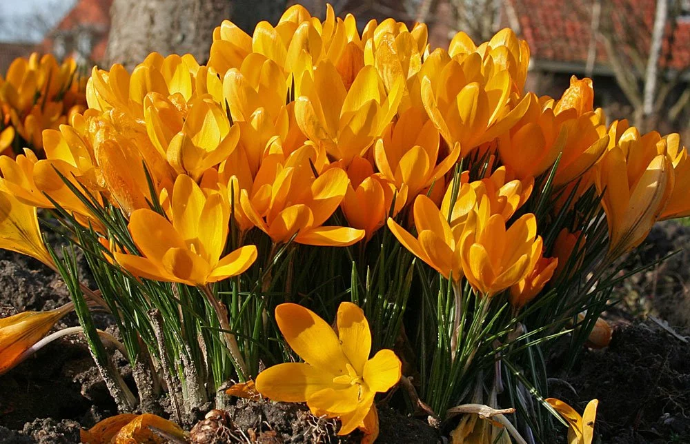 sonnige Krokusse Gelb im Garten Krokusse
