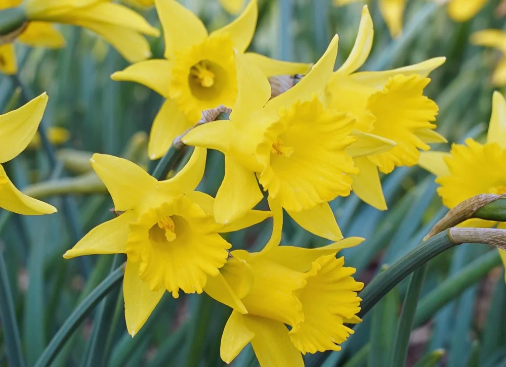 gelbe Narzissen Gelb im Garten