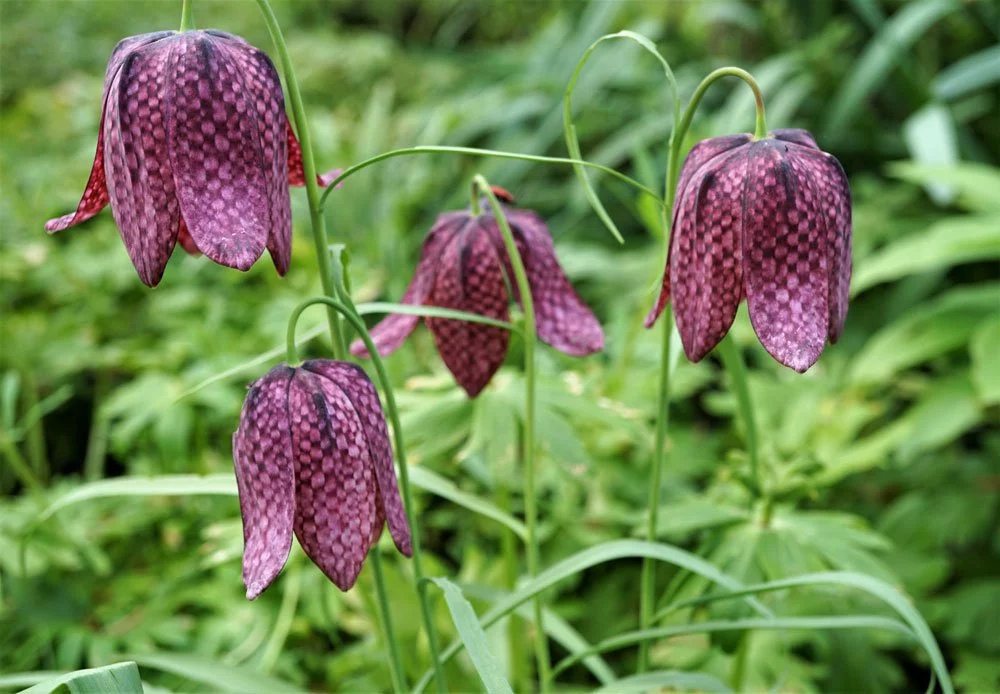 Schachbrettblume