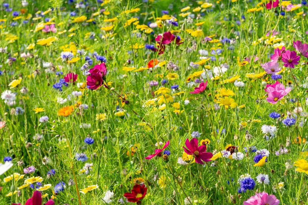 Wildblumenmischung Wildblumenwiese