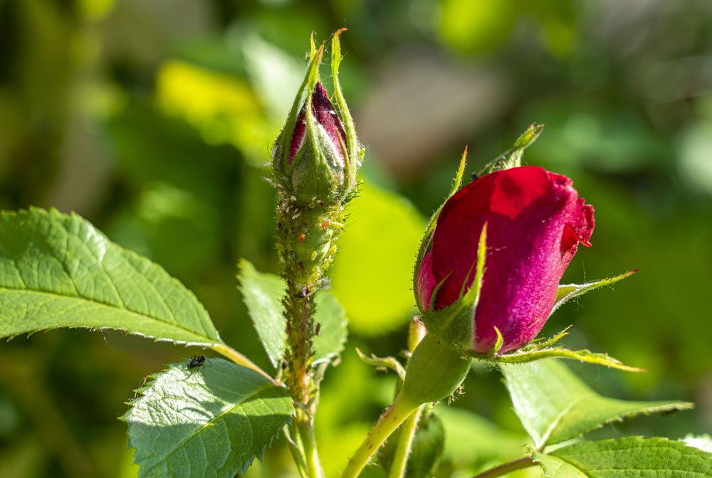 Blattläuse Rose Blattläuse im Garten