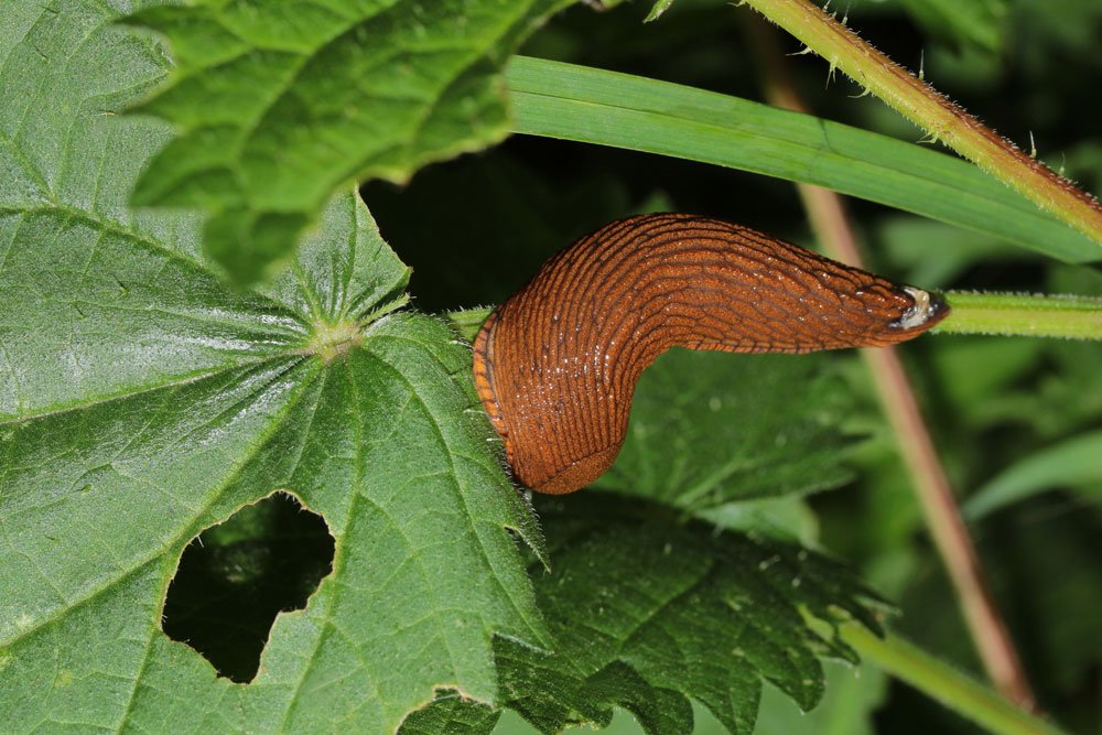 Rote Nacktschnecke Schnecken im Garten bekämpfen