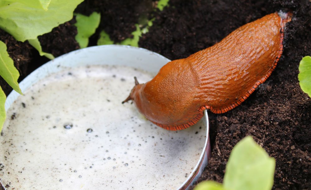 Nacktschnecke an der Bierfalle Schnecken mit Bier fangen