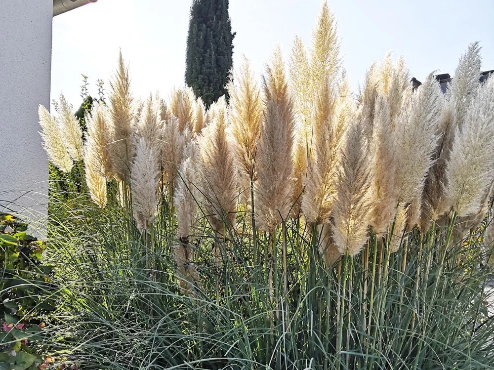 Flauschige Gräser Solitärgräser